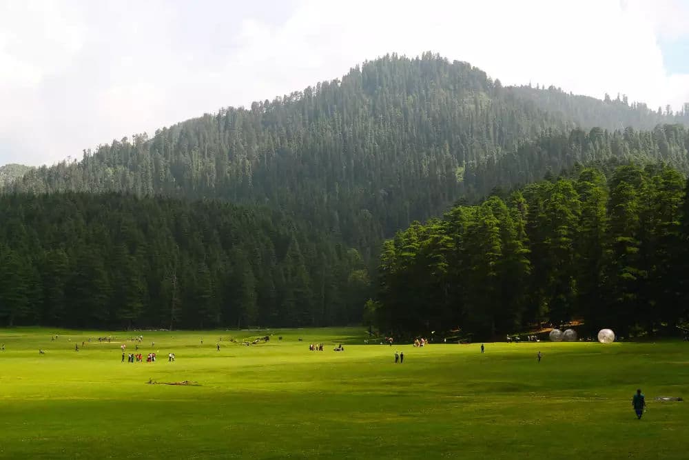 A wide green meadow ringed by deodar forest, with people scattered across the grass.