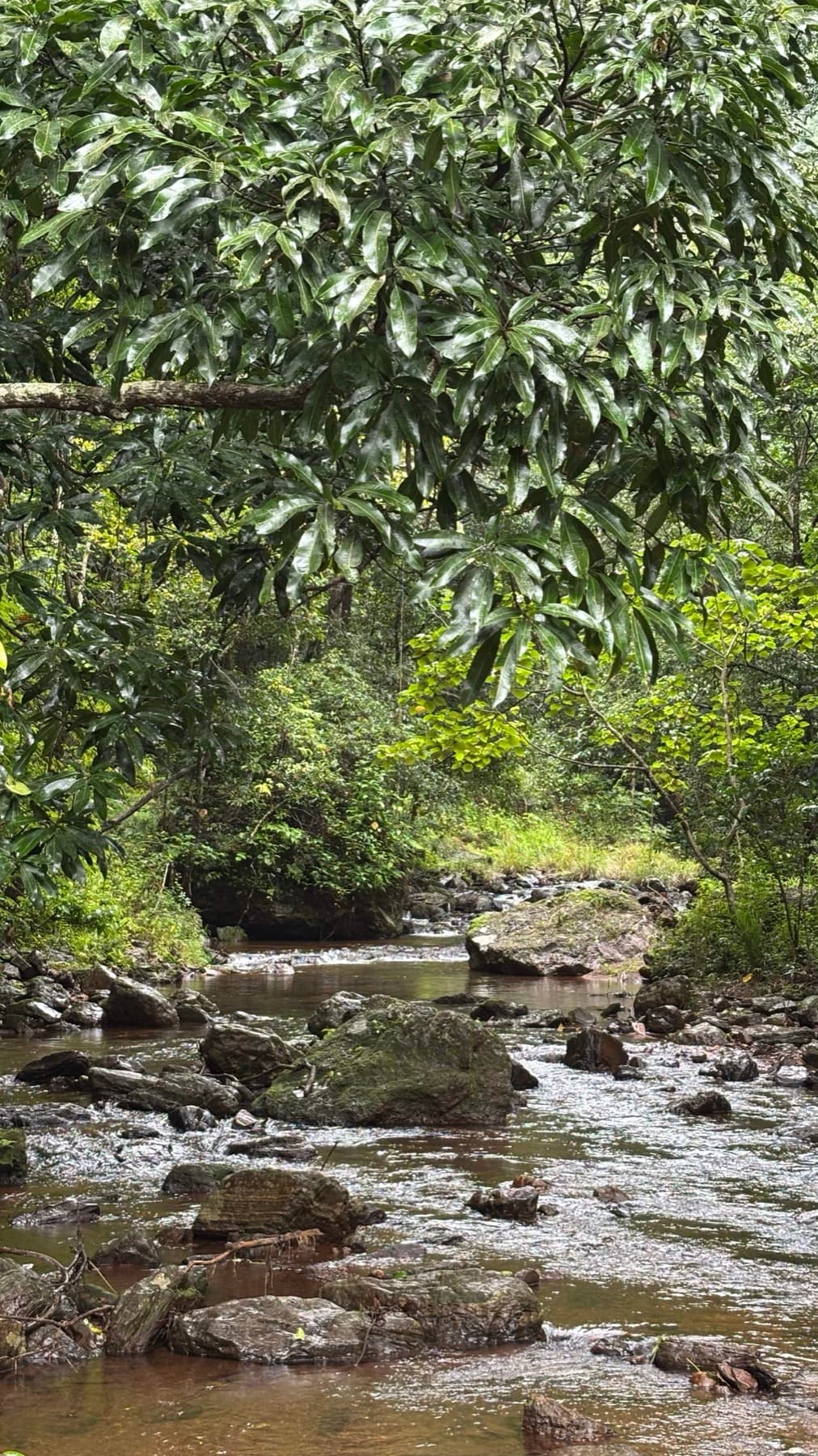 A rocky forest stream running full under wet monsoon greenery.