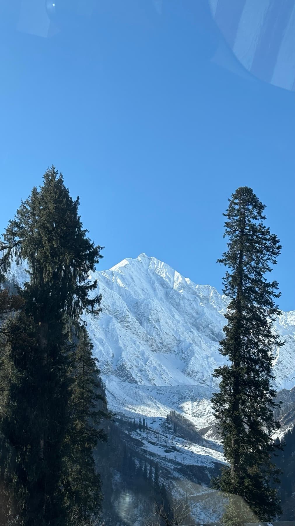A snow-covered peak framed between two tall deodars.